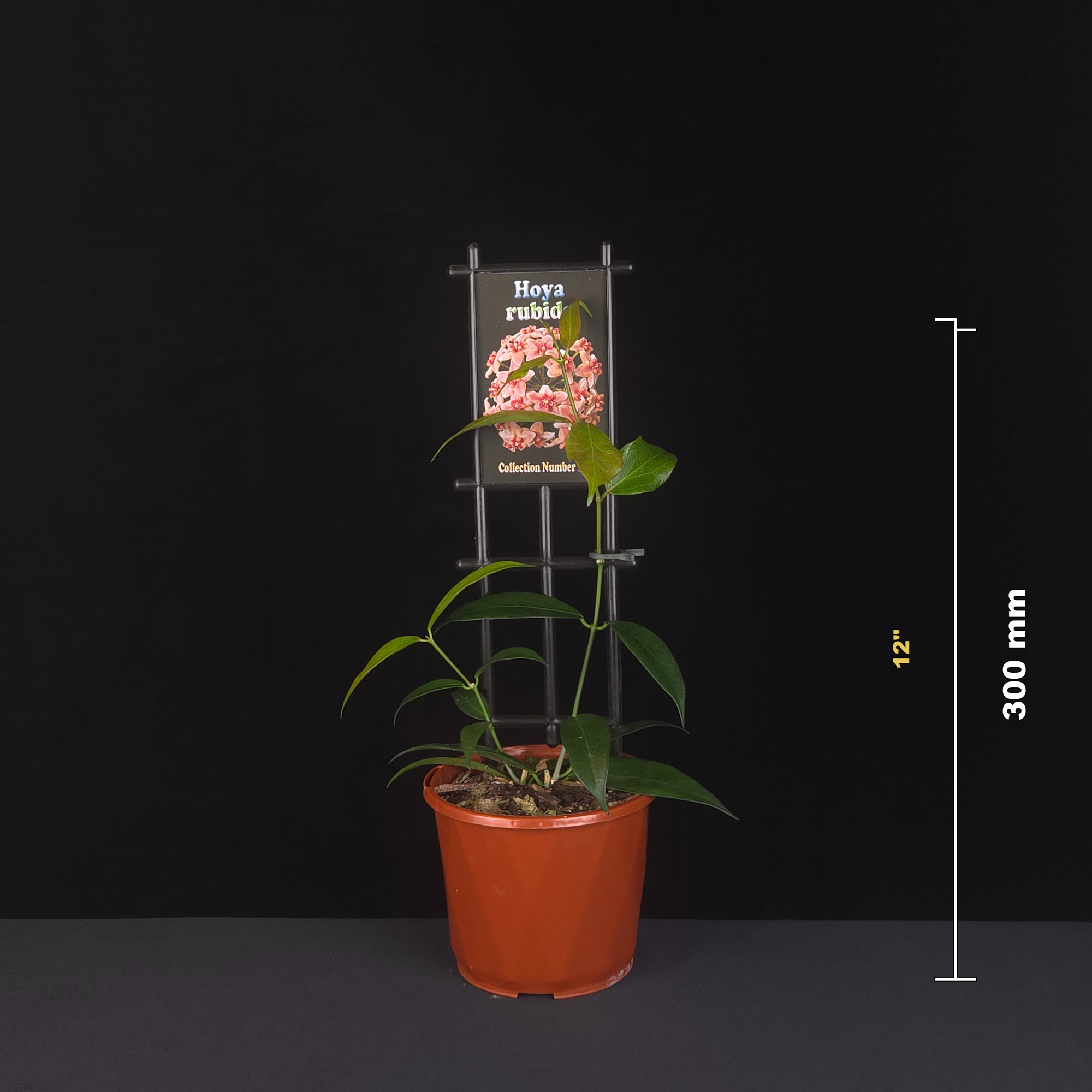 Hoya rubida H119 potted plant shown with size reference