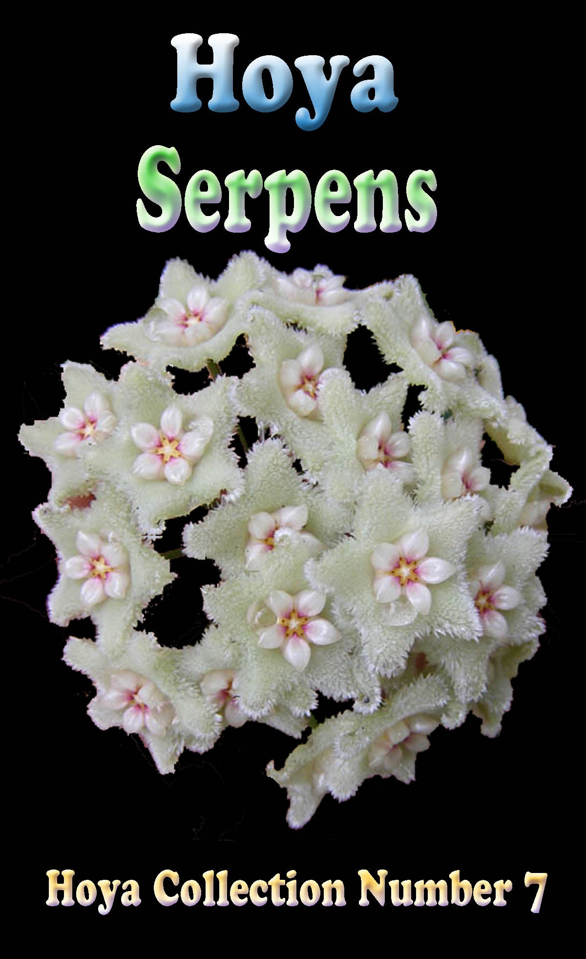 Hoya serpens H007 flower cluster feature image