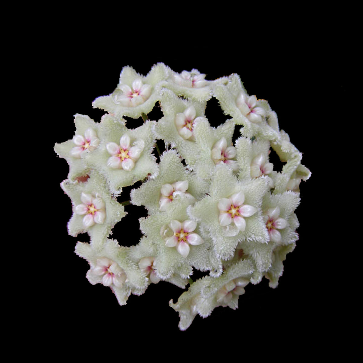 Hoya serpens H007 rounded cluster of small flowers