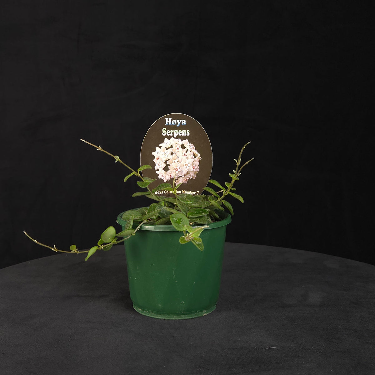 Hoya serpens H007 trailing plant in a green pot