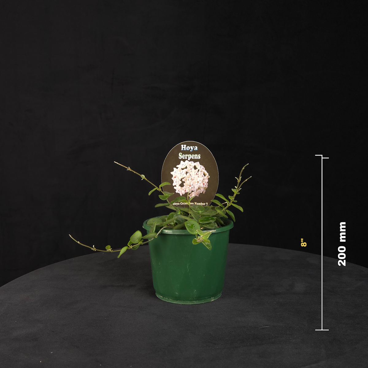 Hoya serpens H007 potted plant shown with size reference