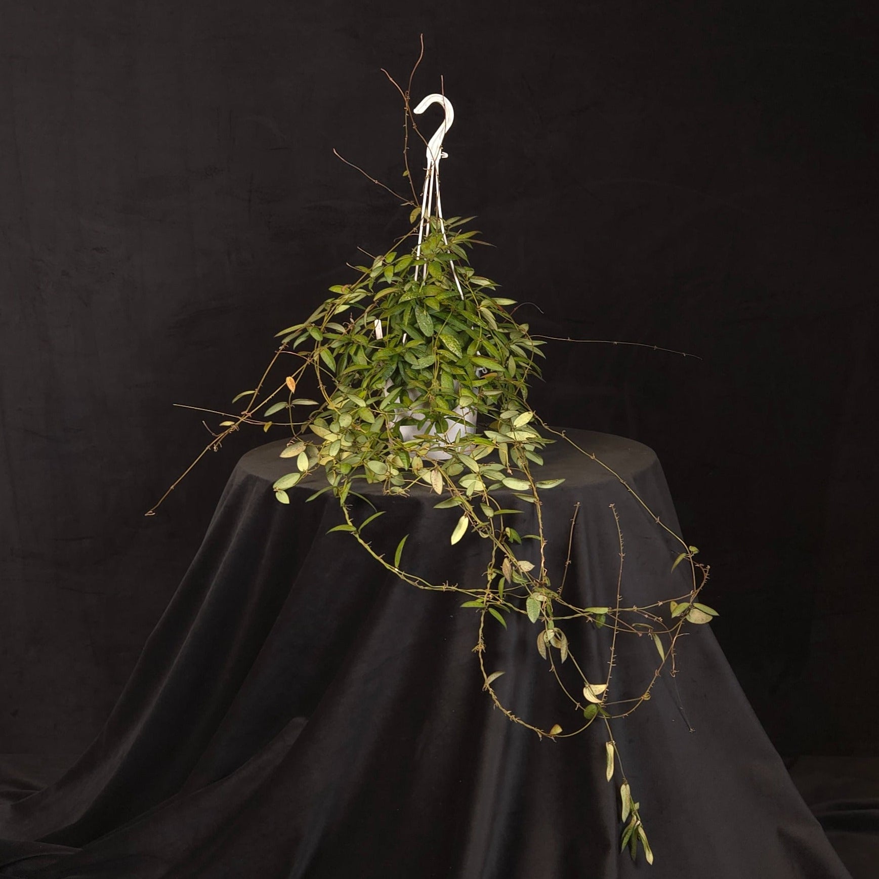 Hoya sigillatis ‘Alas River’ H199 large mature specimen with long trailing vines in a hanging basket