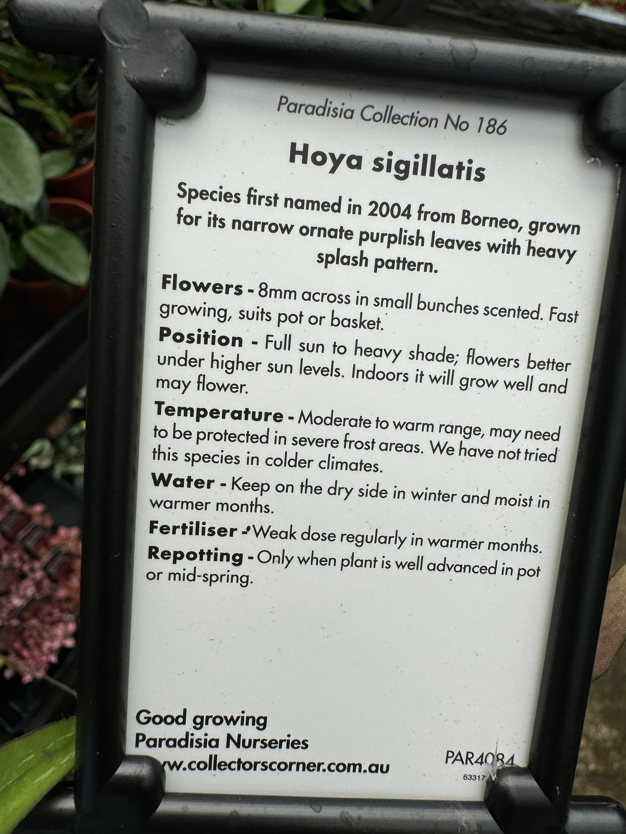 Hoya sigillatis information 