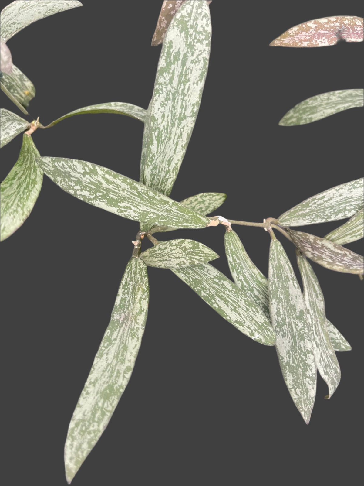 Hoya sigillatis H186 narrow leaves with silver mottling