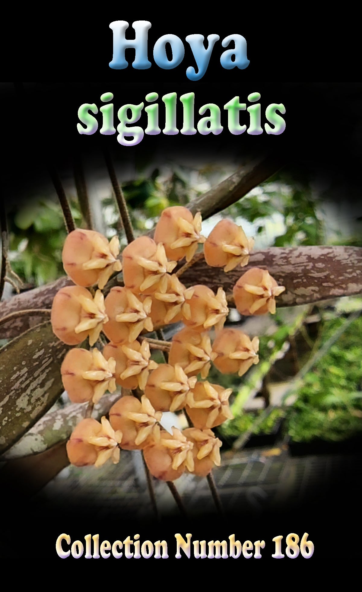 Hoya sigillatis Flower tag