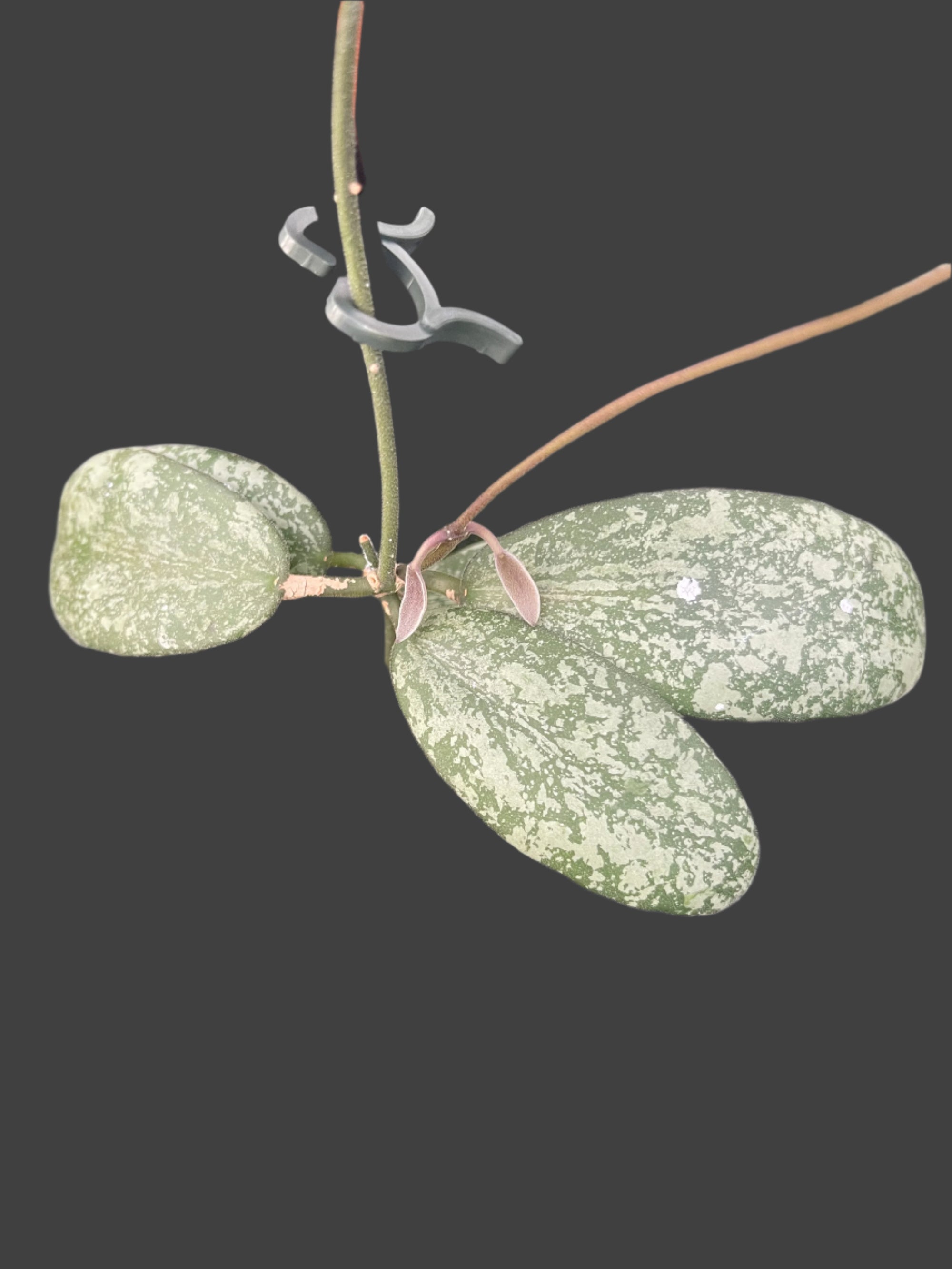 Hoya sigillatis leaf