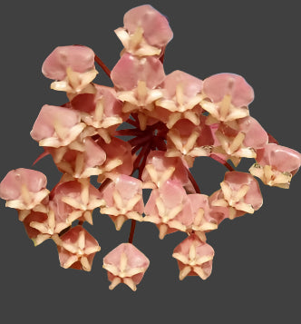 Hoya sillillatis flower