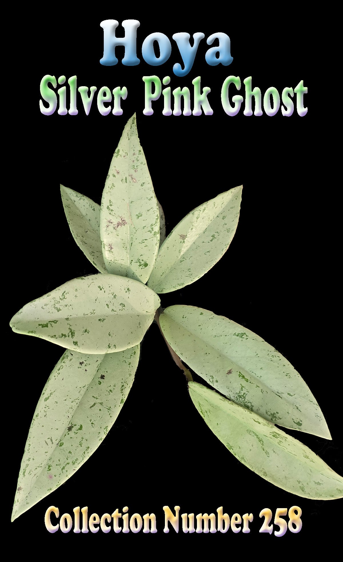 Hoya Silver Pink Ghost H258 showing pale silver foliage
