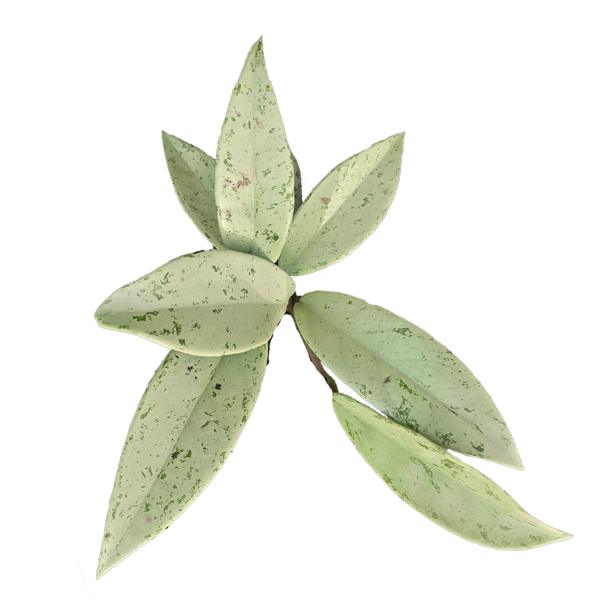 Hoya Silver Pink Ghost H258 with silver white foliage