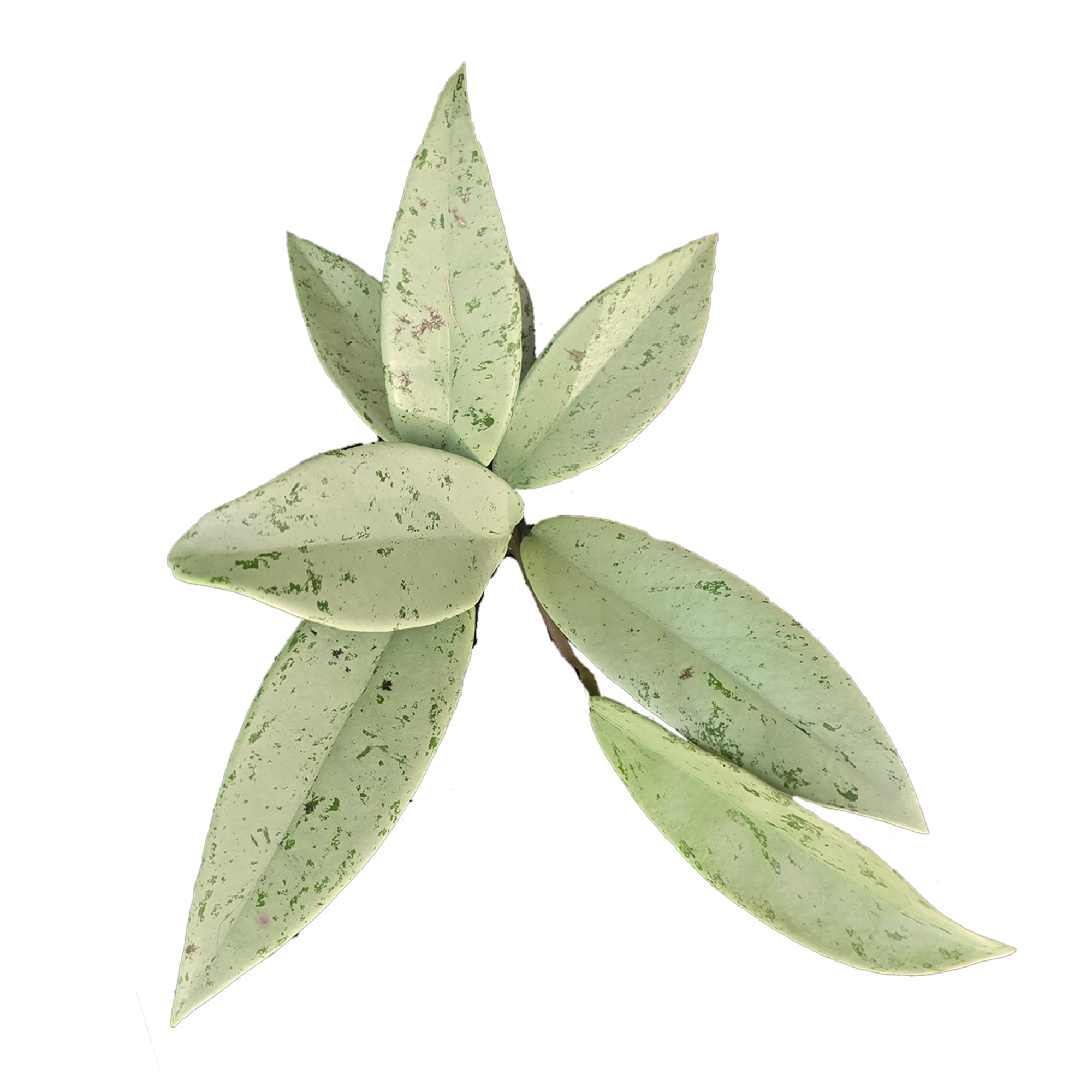 Hoya Silver Pink Ghost H258 with silver white foliage