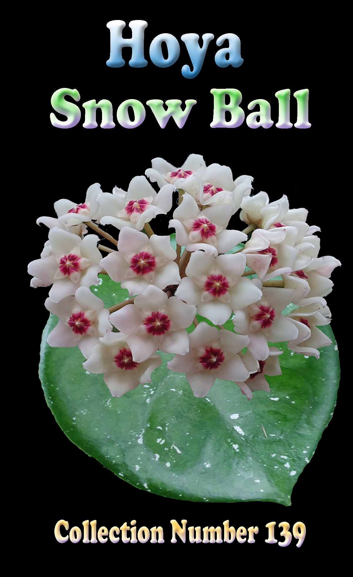Hoya Snow Ball H139 showing rounded white flower cluster