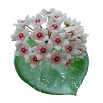 Hoya Snow Ball H139 with dense white flowers and pink centres