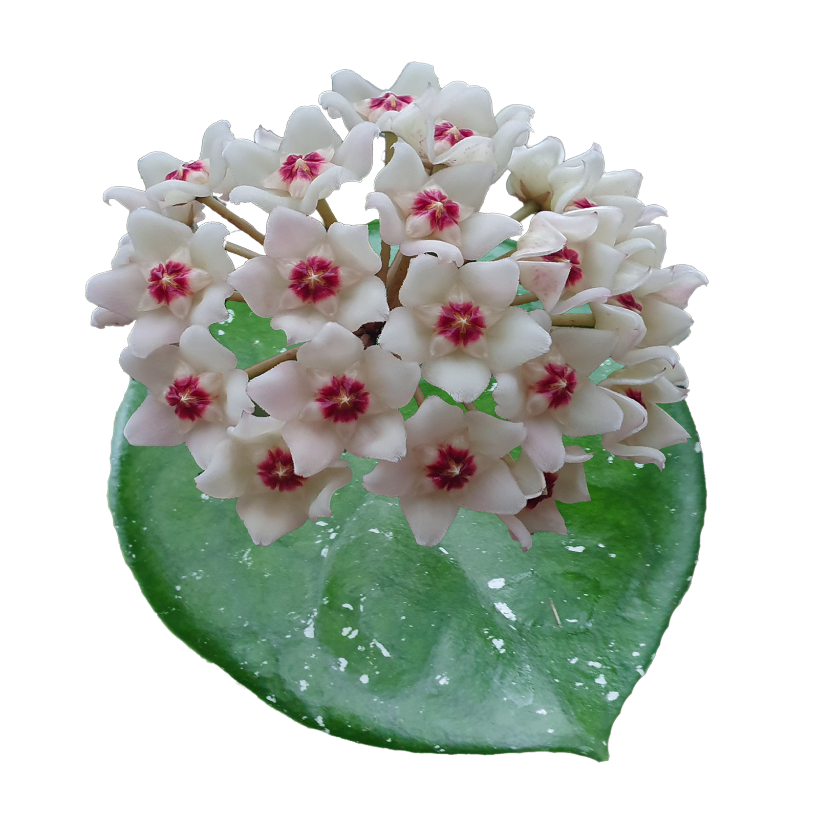 Hoya Snow Ball H139 with dense white flowers and pink centres