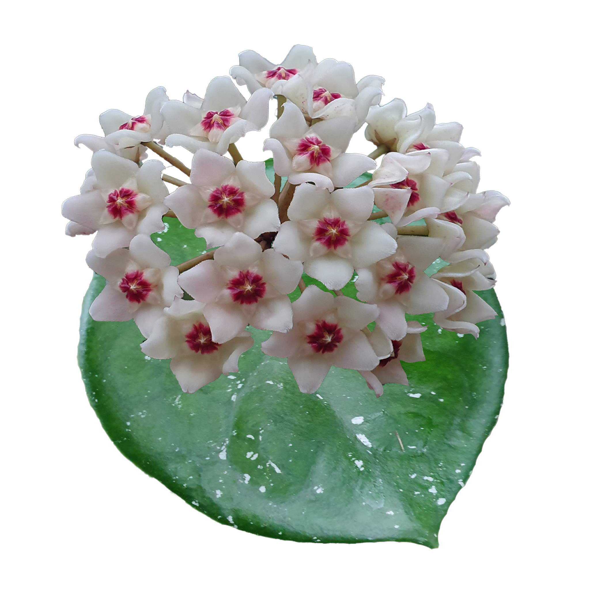 Hoya Snow Ball H139 with dense white flowers and pink centres