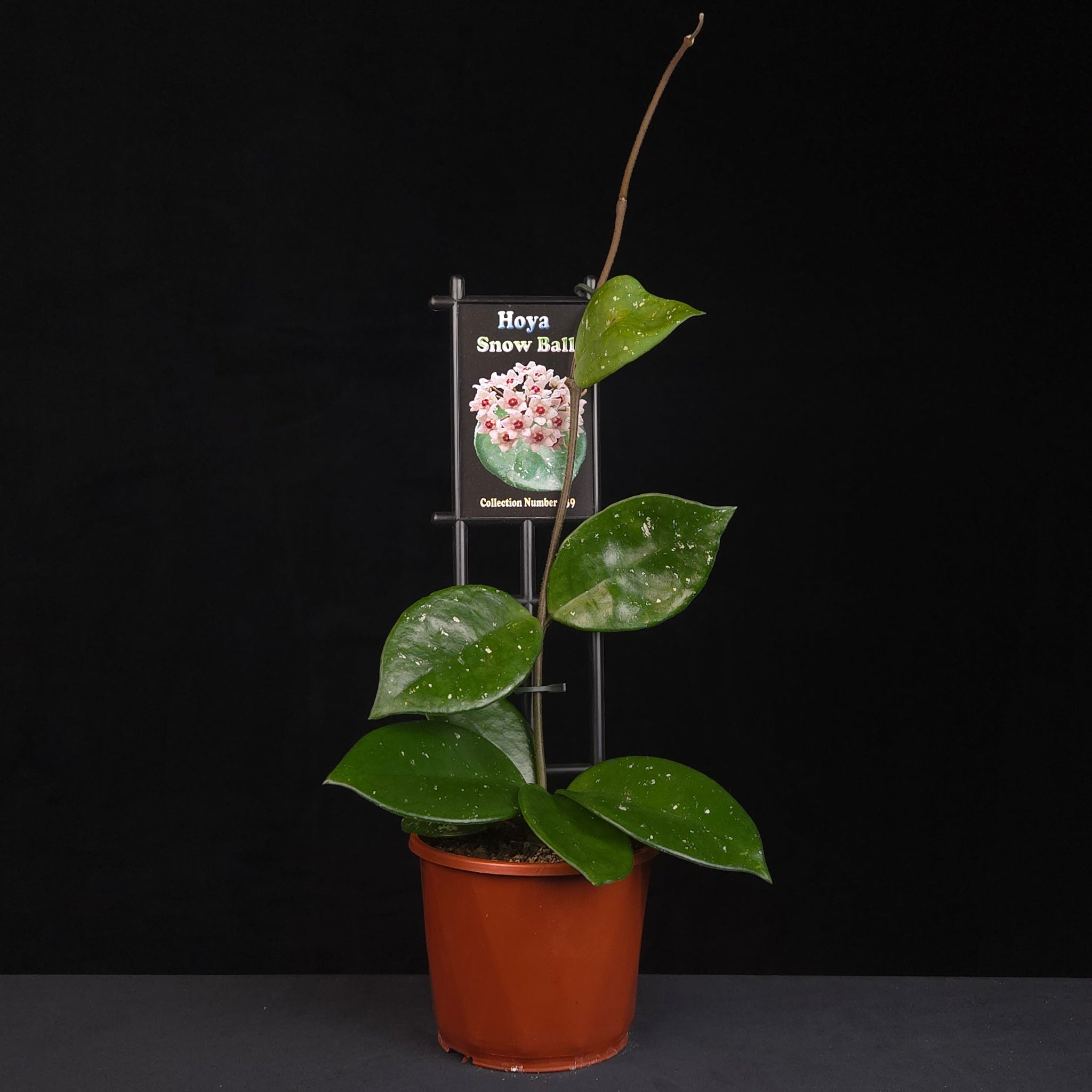 Hoya Snow Ball H139 growing on support in nursery pot