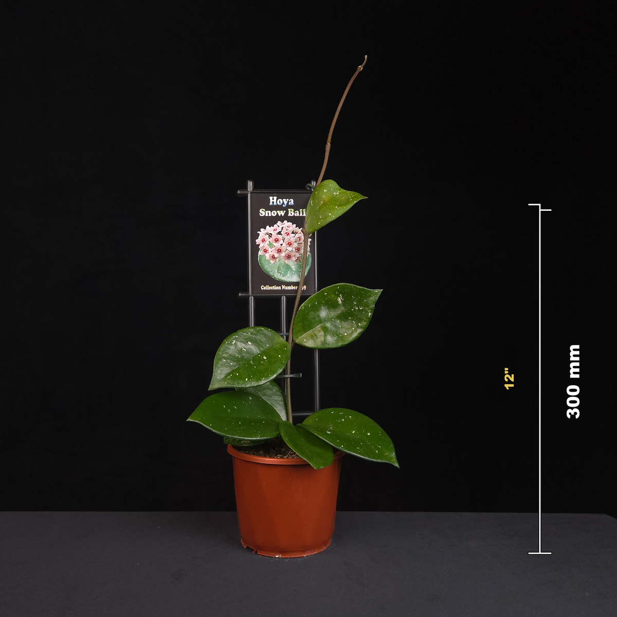Hoya Snow Ball H139 potted plant shown with size reference