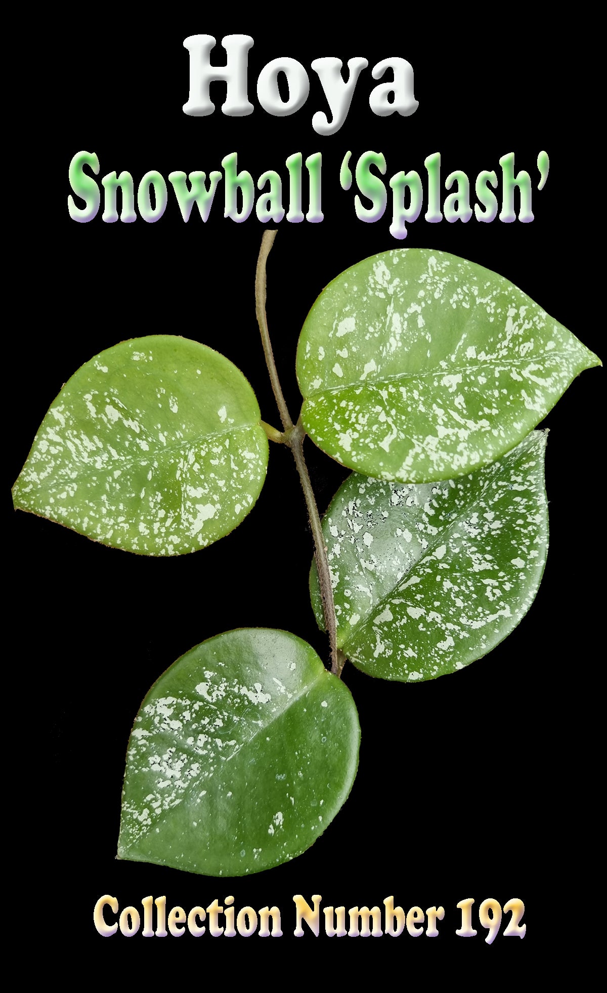 Hoya 'Snowball Splash' H192 feature image showing splashed foliage