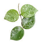 Hoya 'Snowball Splash' H192 showing green leaves with silver splash