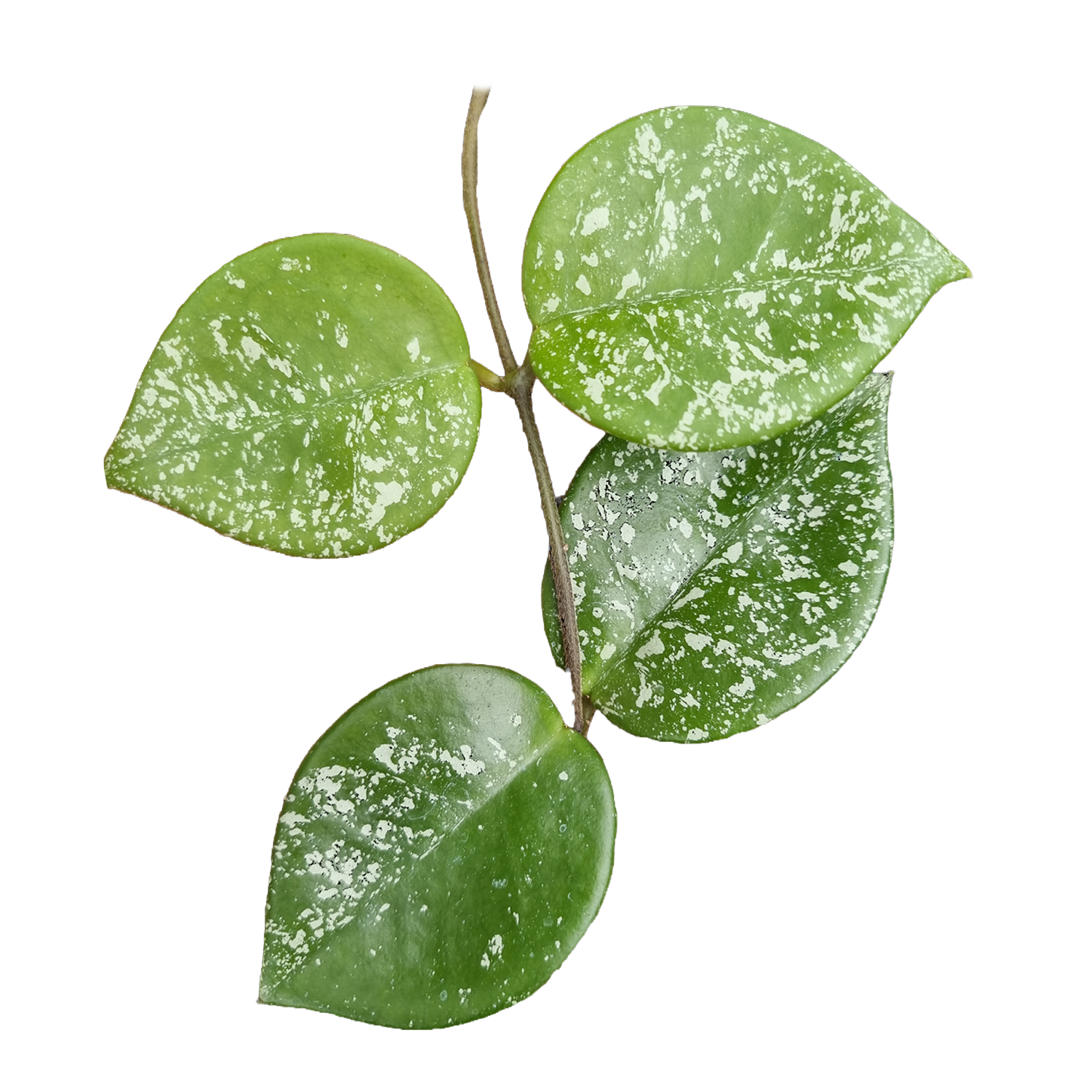 Hoya 'Snowball Splash' H192 showing green leaves with silver splash