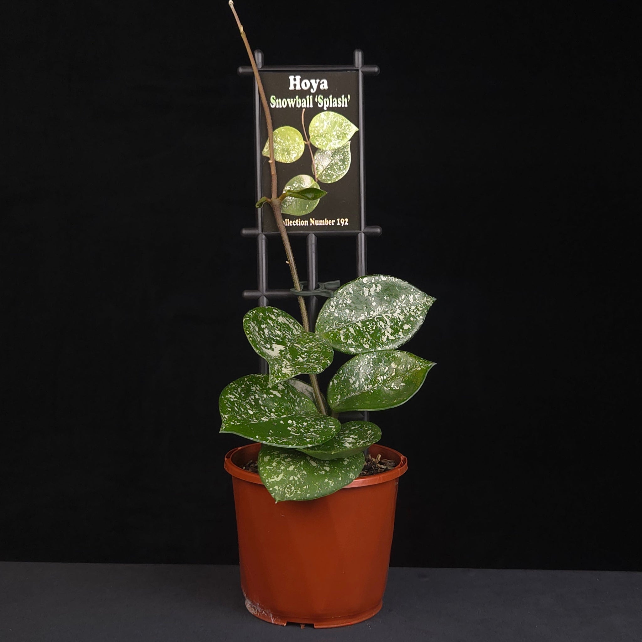 Hoya 'Snowball Splash' H192 growing in nursery pot