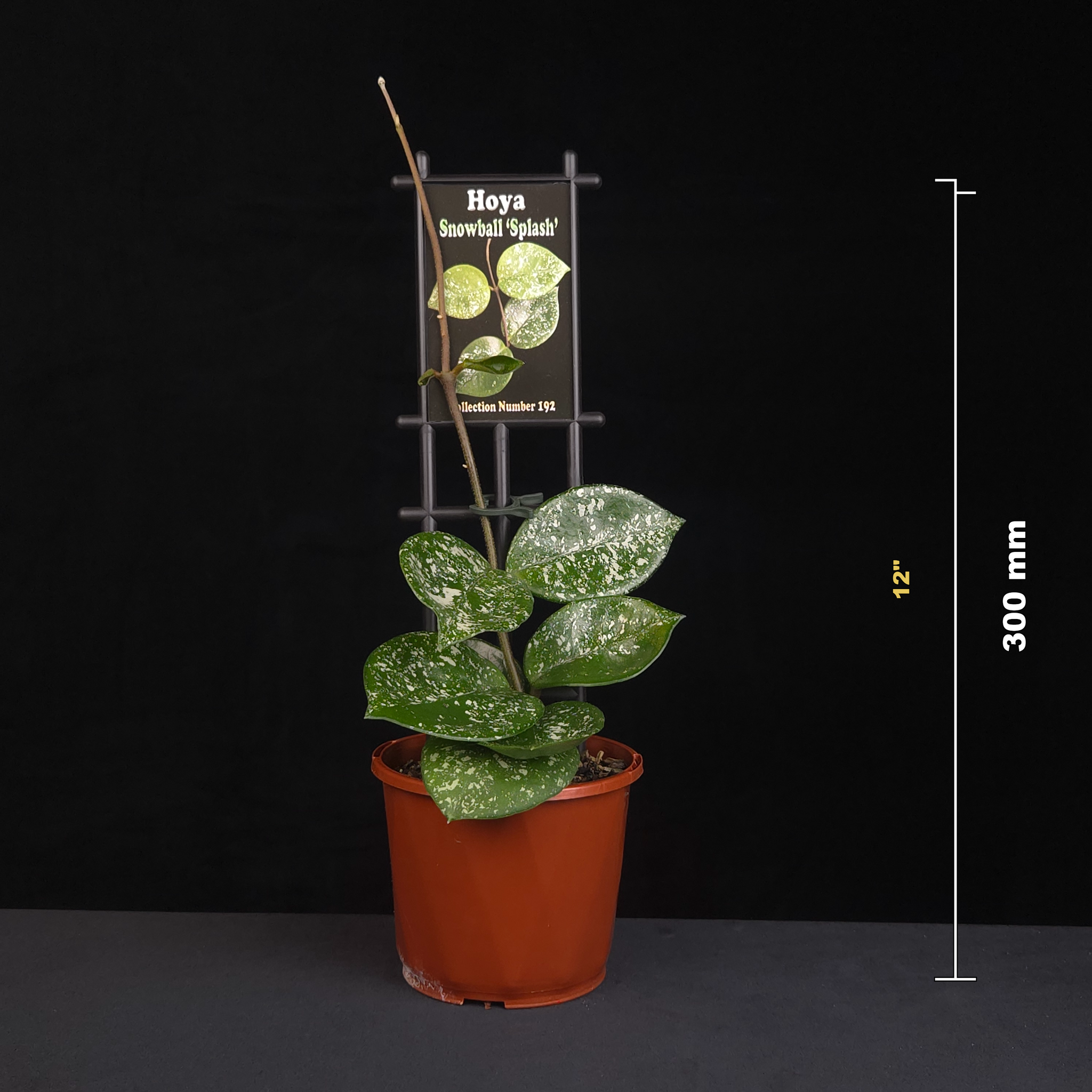 Hoya 'Snowball Splash' H192 potted plant shown with size reference