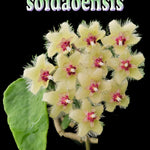 Hoya soidaoensis H257 flower feature image