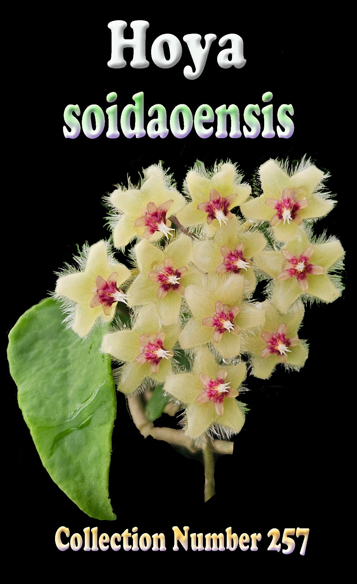 Hoya soidaoensis H257 flower feature image