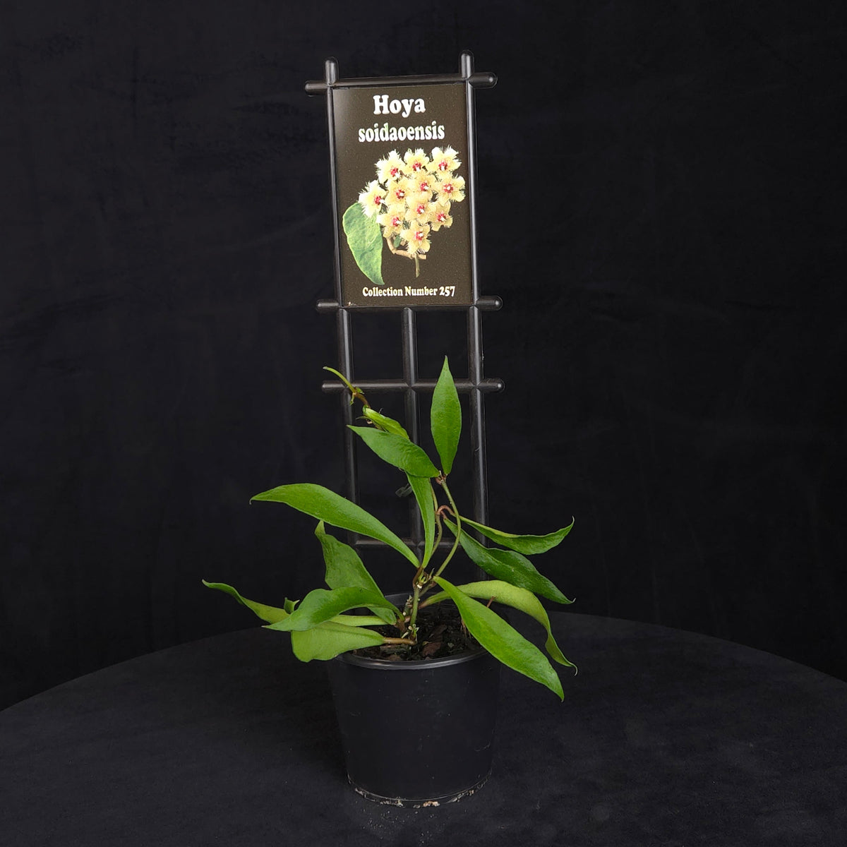 Hoya soidaoensis H257 potted plant