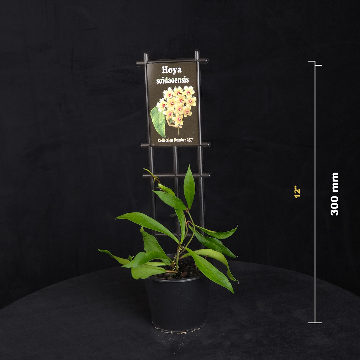 Hoya soidaoensis H257 potted plant shown with size reference