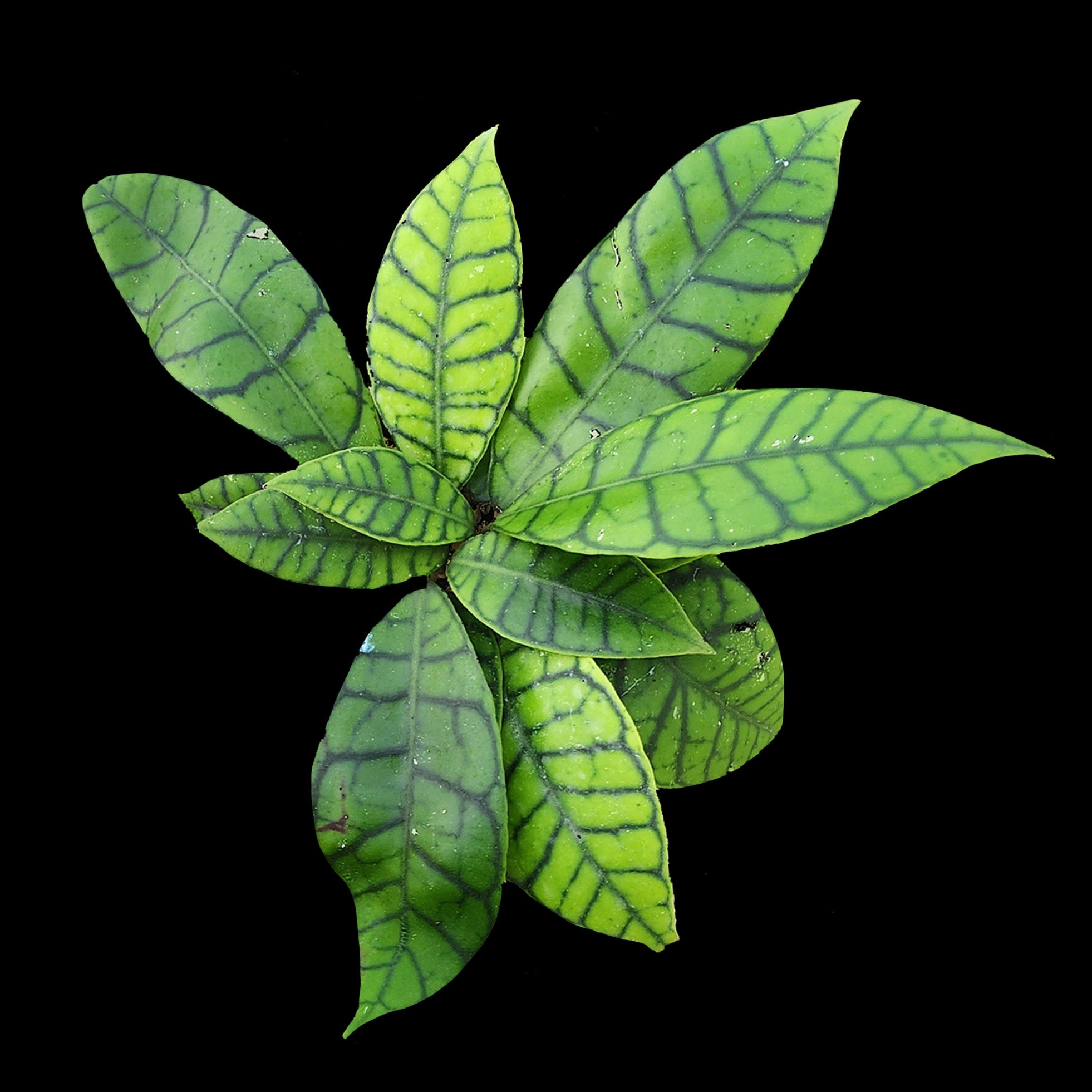 Hoya sp. Kalimantan 211 with strongly veined green leaves