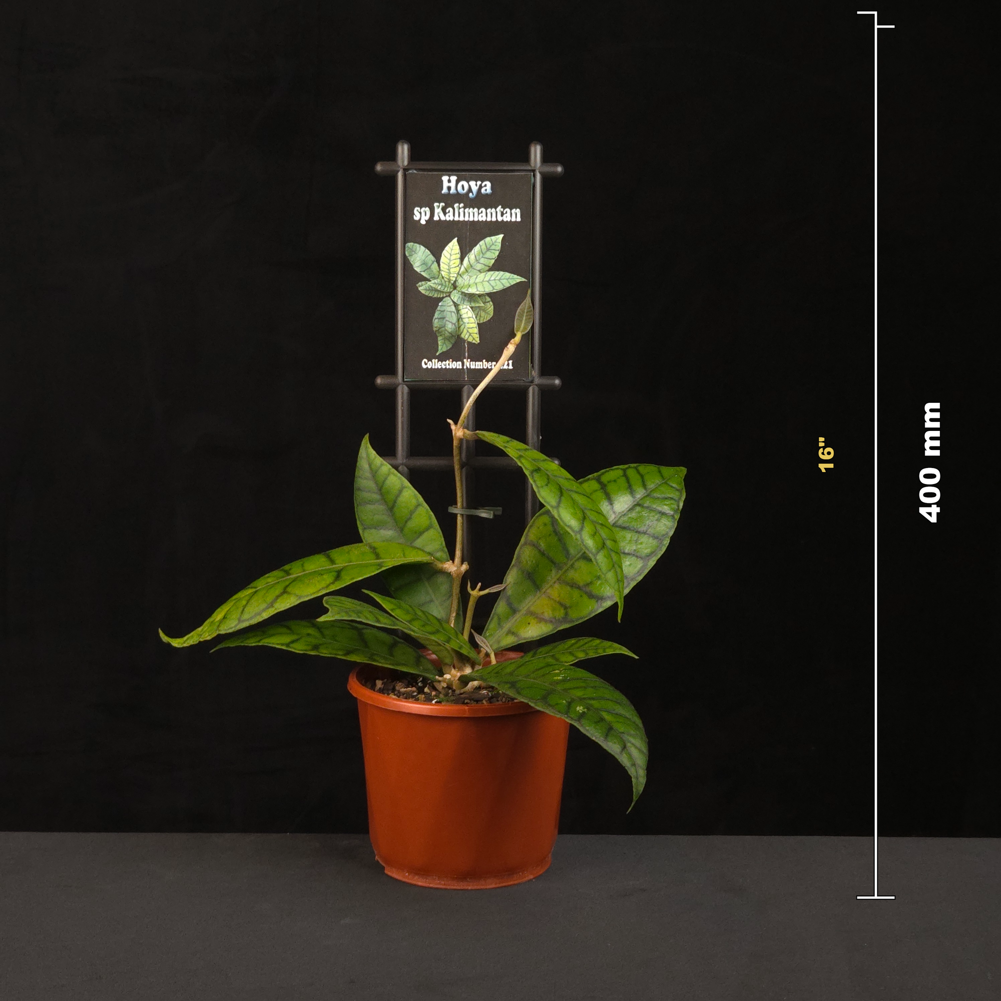 hoya-sp-kalimantan-211-size-guide