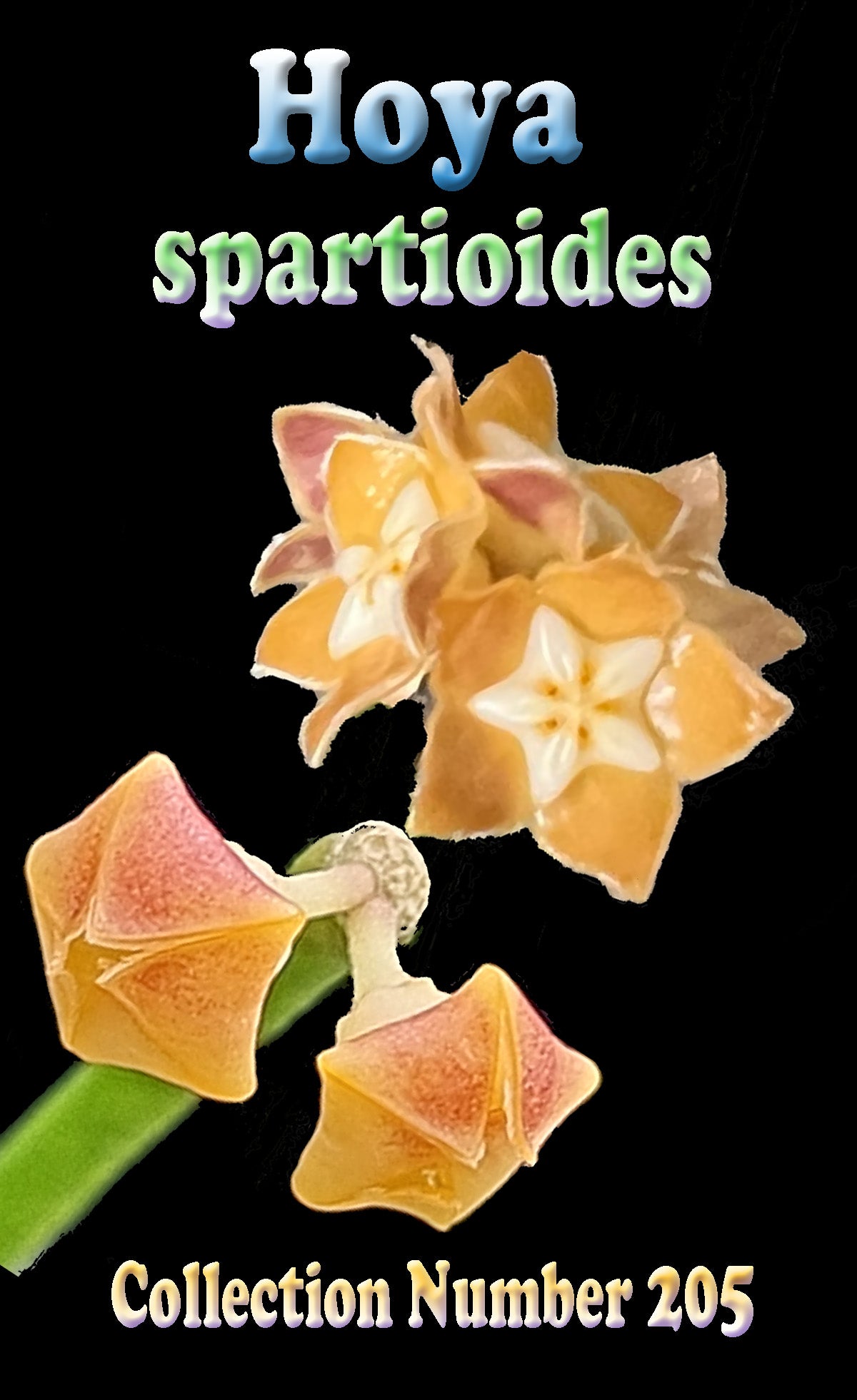 Hoya spartioides – Specimen Plant – H205