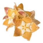 Hoya spartioides H205 golden-yellow flowers