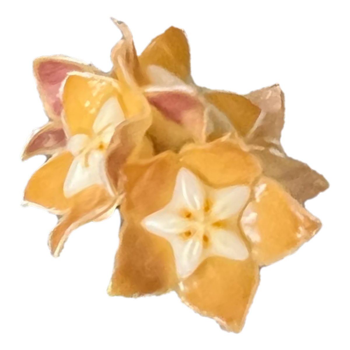 Hoya spartioides – Specimen Plant – H205