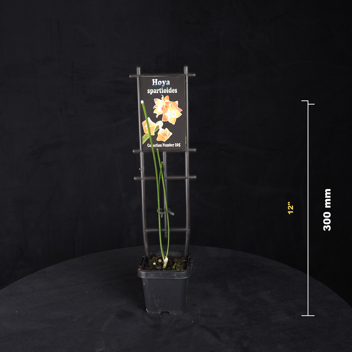 Alt text
Hoya spartioides H205 potted plant shown with size reference