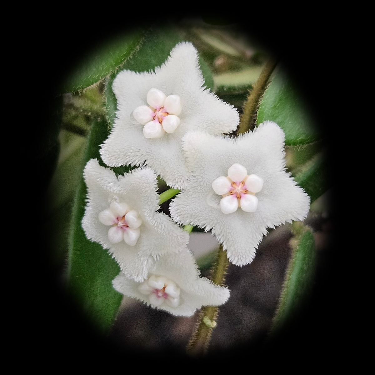 Velvety white flowers with pale pink centres on Hoya spectatissima H254.