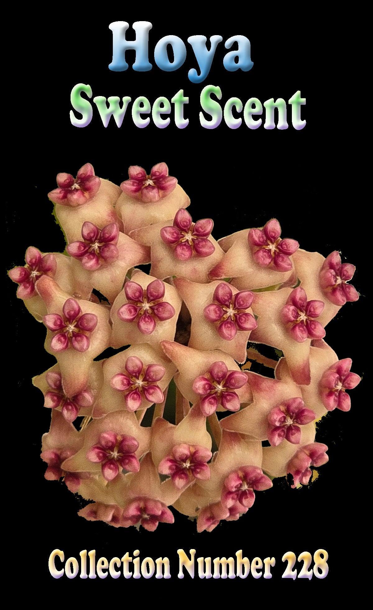 Hoya Sweet Scent H228 showing rounded pink flower cluster