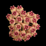 Hoya Sweet Scent H228 with soft pink flowers and dark centres