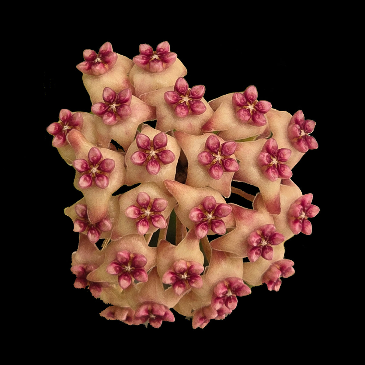 Hoya Sweet Scent H228 with soft pink flowers and dark centres