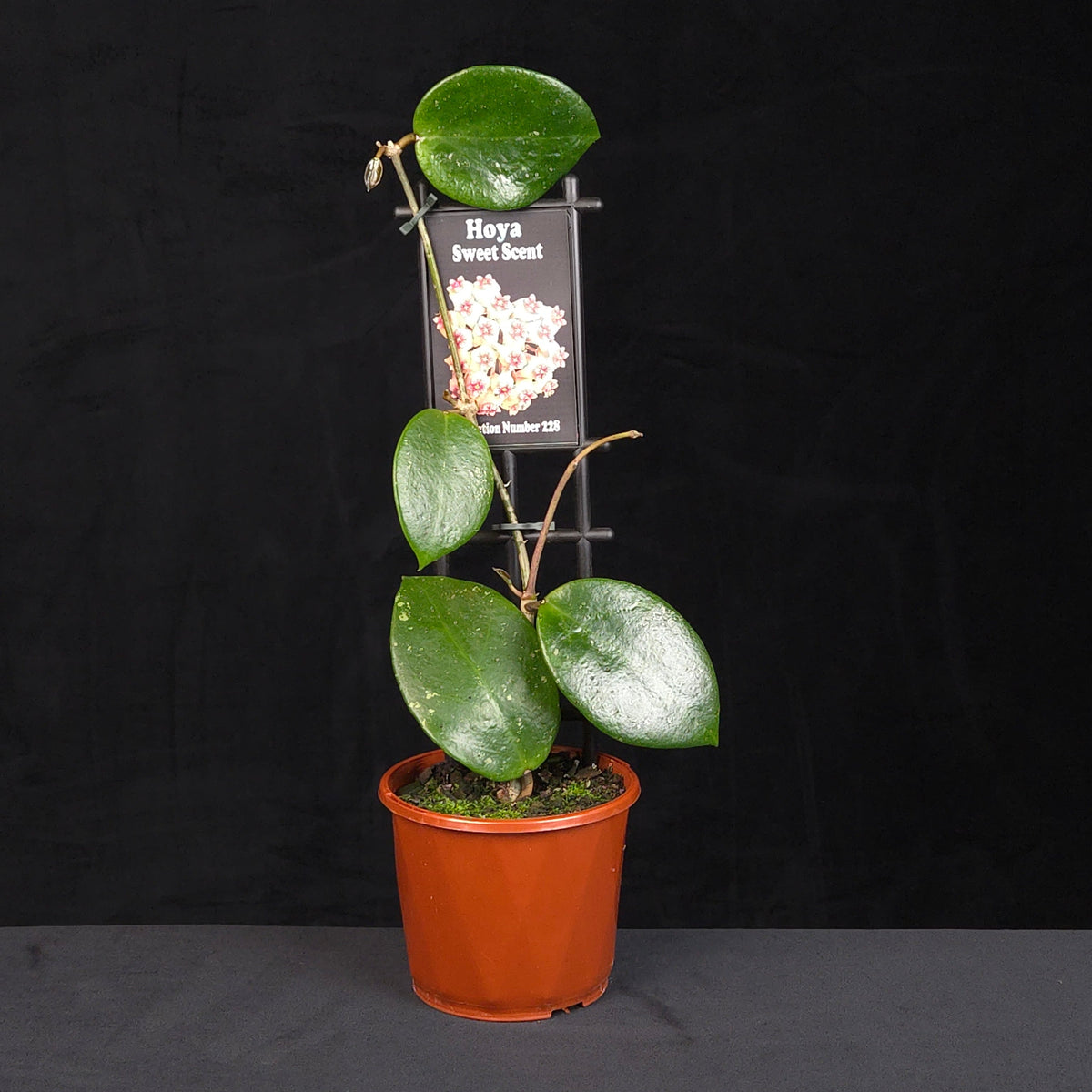 Hoya Sweet Scent H228 growing on support in nursery pot
