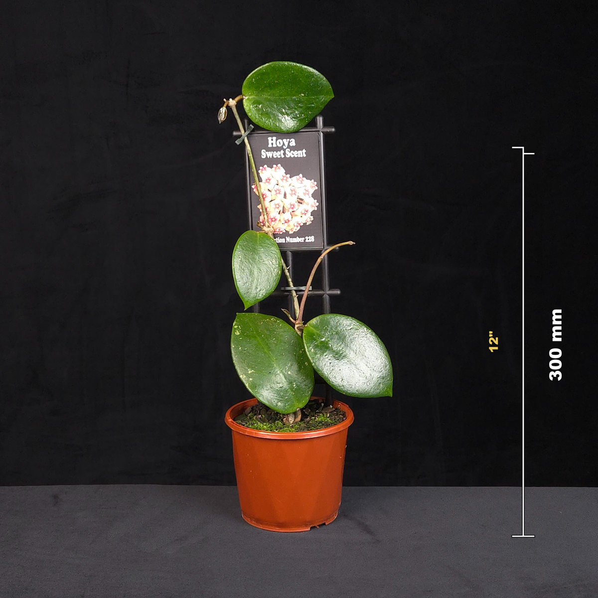 Hoya Sweet Scent H228 potted plant shown with size reference