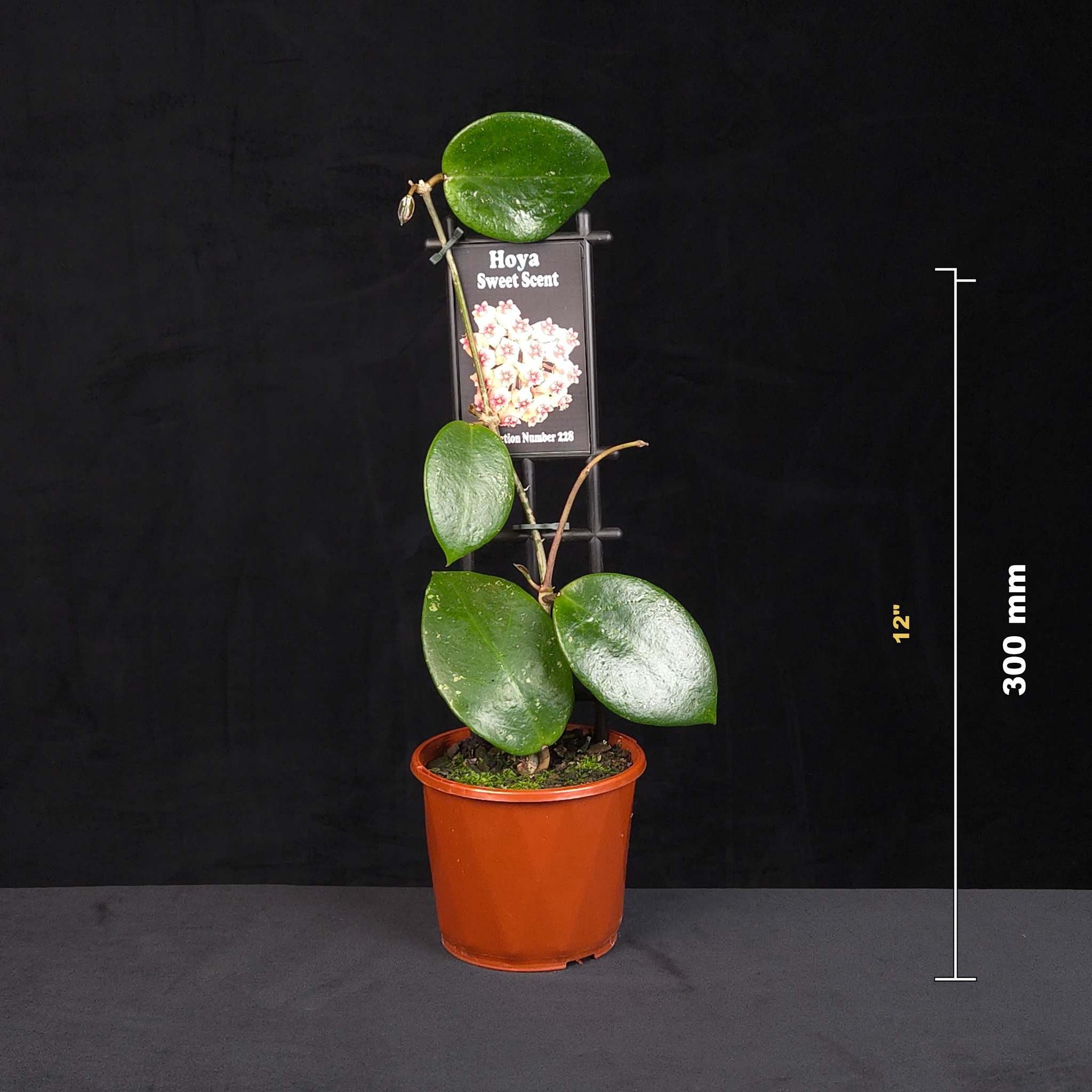 Hoya Sweet Scent H228 potted plant shown with size reference