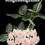 Hoya tengchongensis foliage and flower feature image
