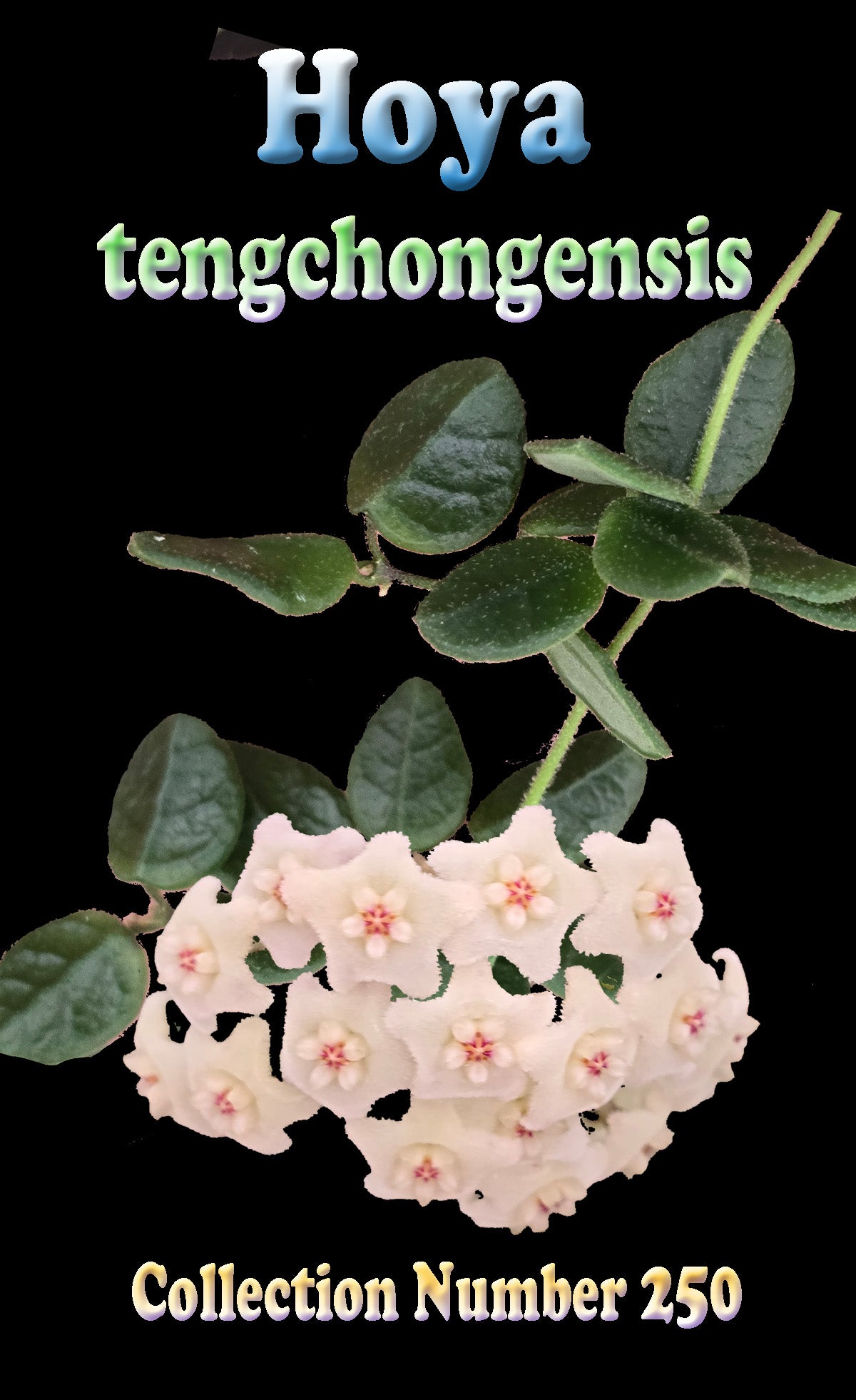 Hoya tengchongensis foliage and flower feature image