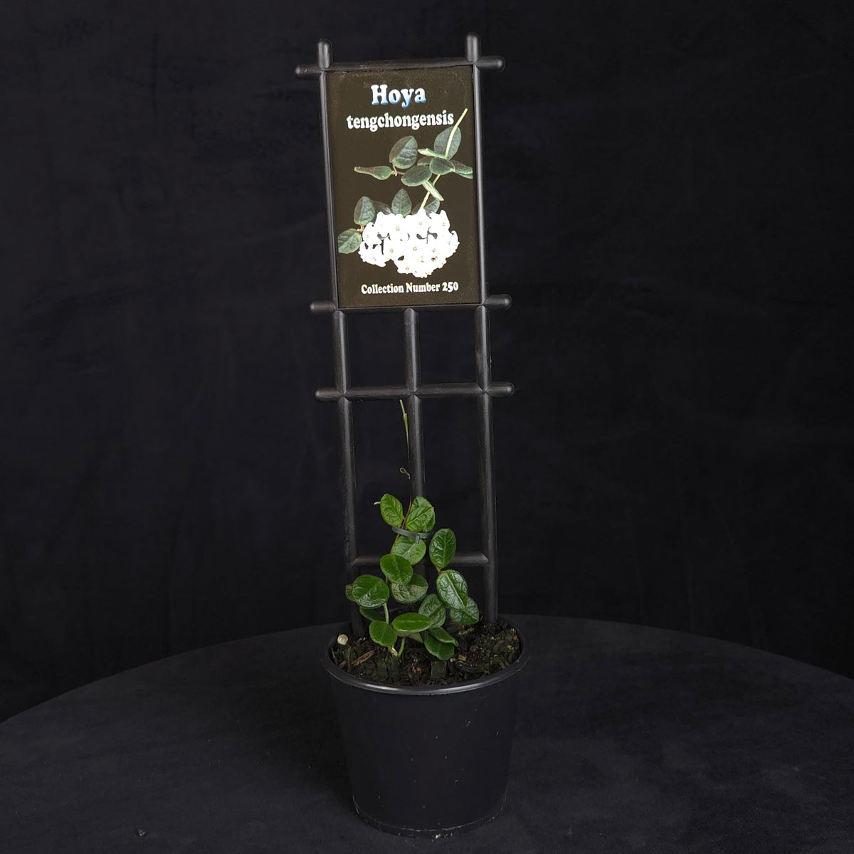 Hoya tengchongensis potted plant