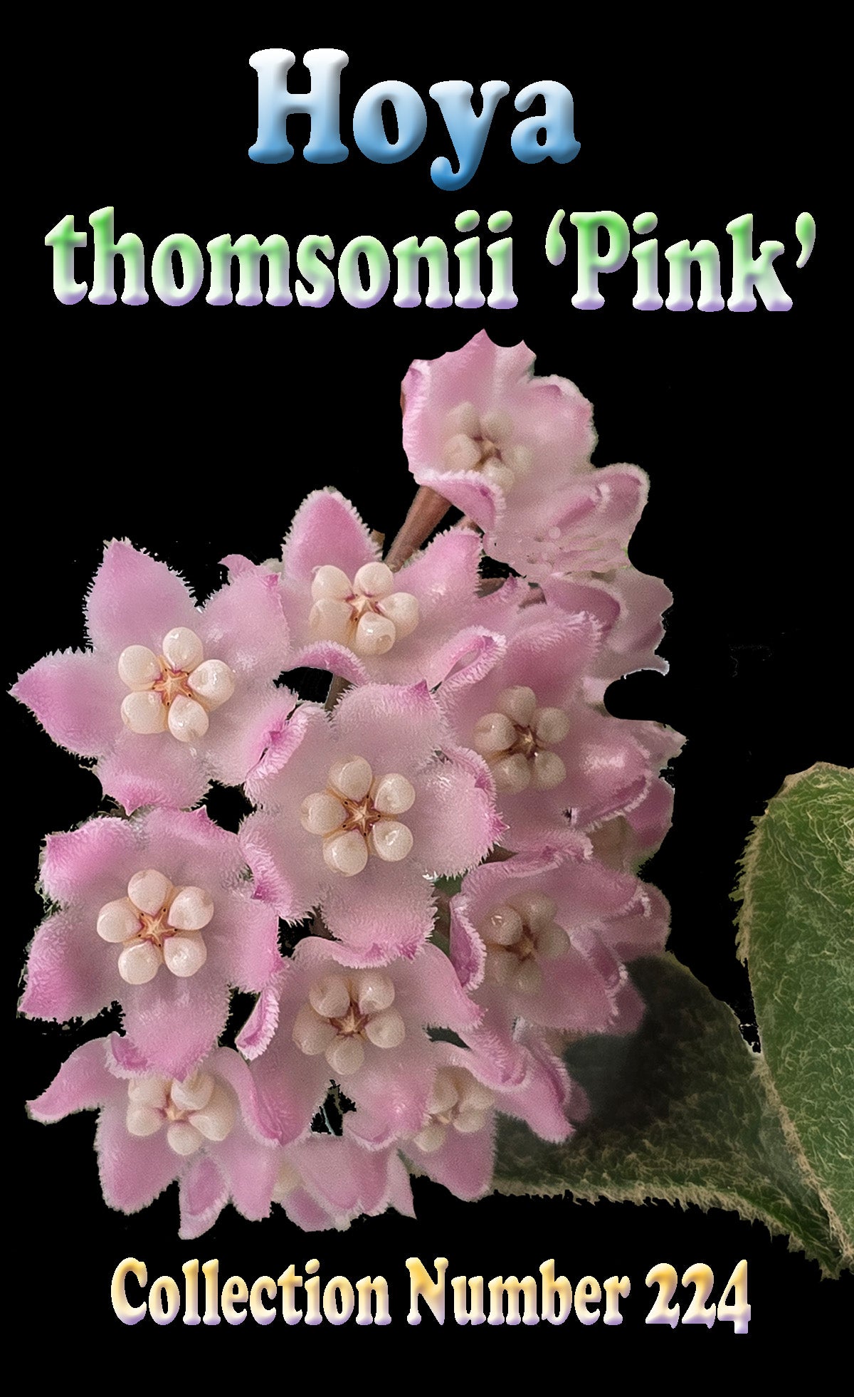Hoya thomsonii Pink H224 showing dense pink flower cluster