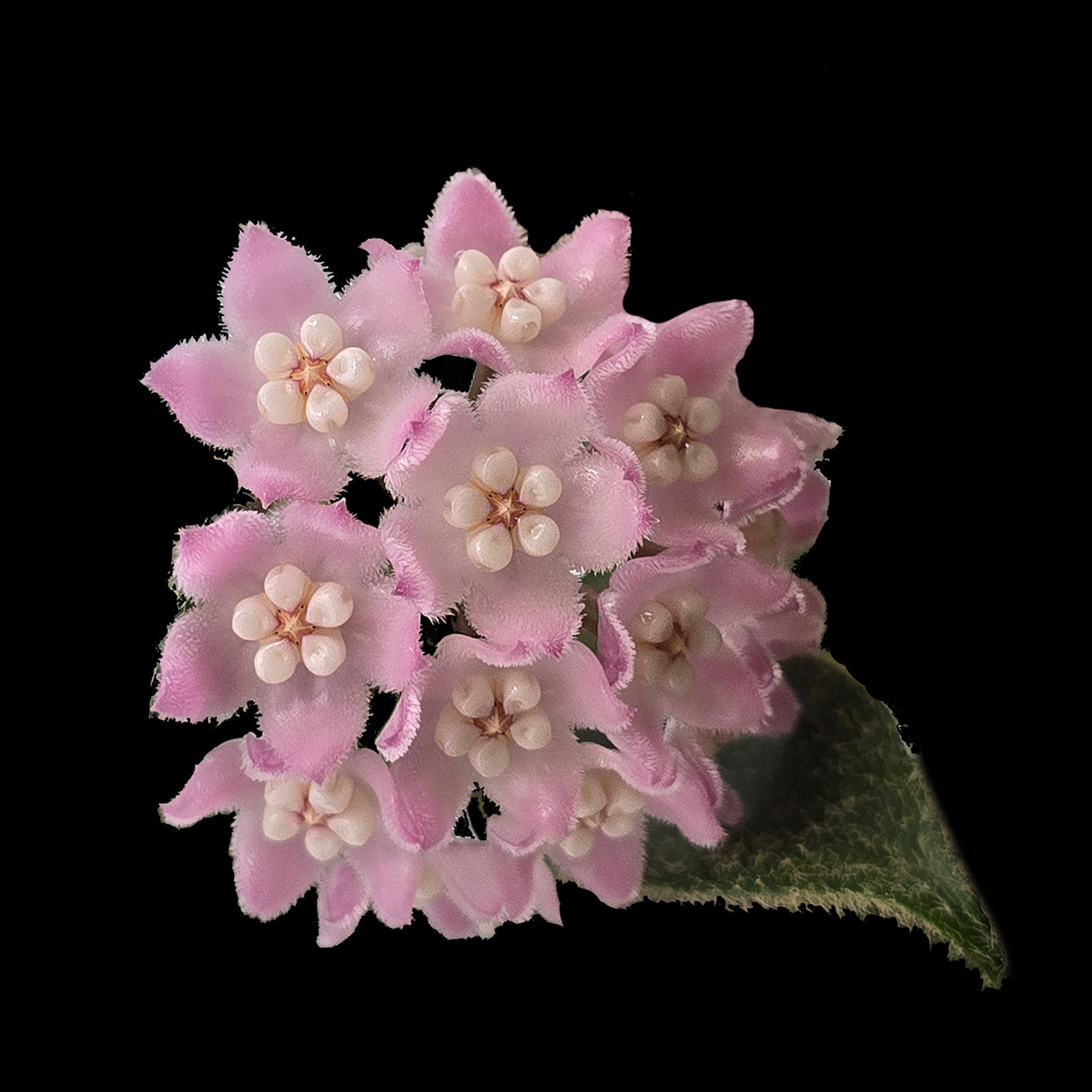 Hoya thomsonii Pink H224 with soft pink clustered flowers