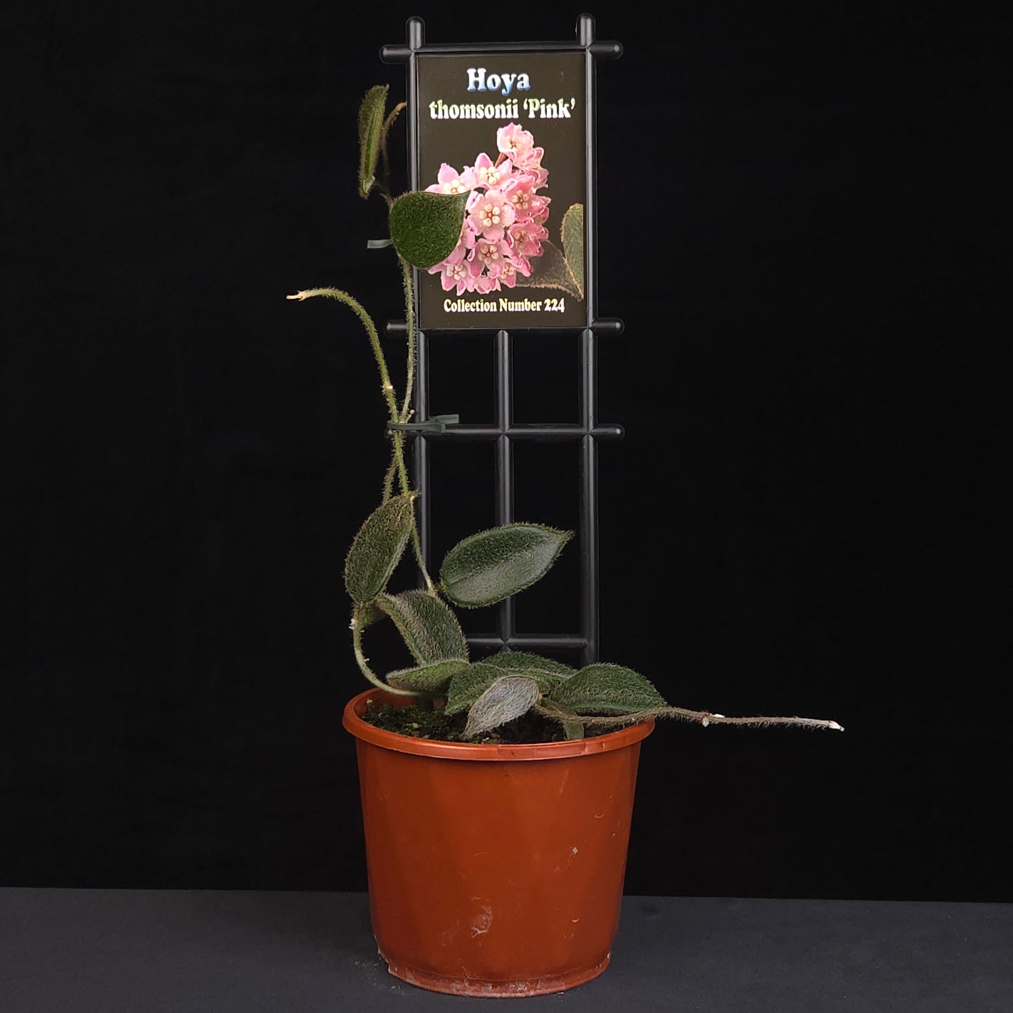 Hoya thomsonii Pink H224 growing on support in nursery pot