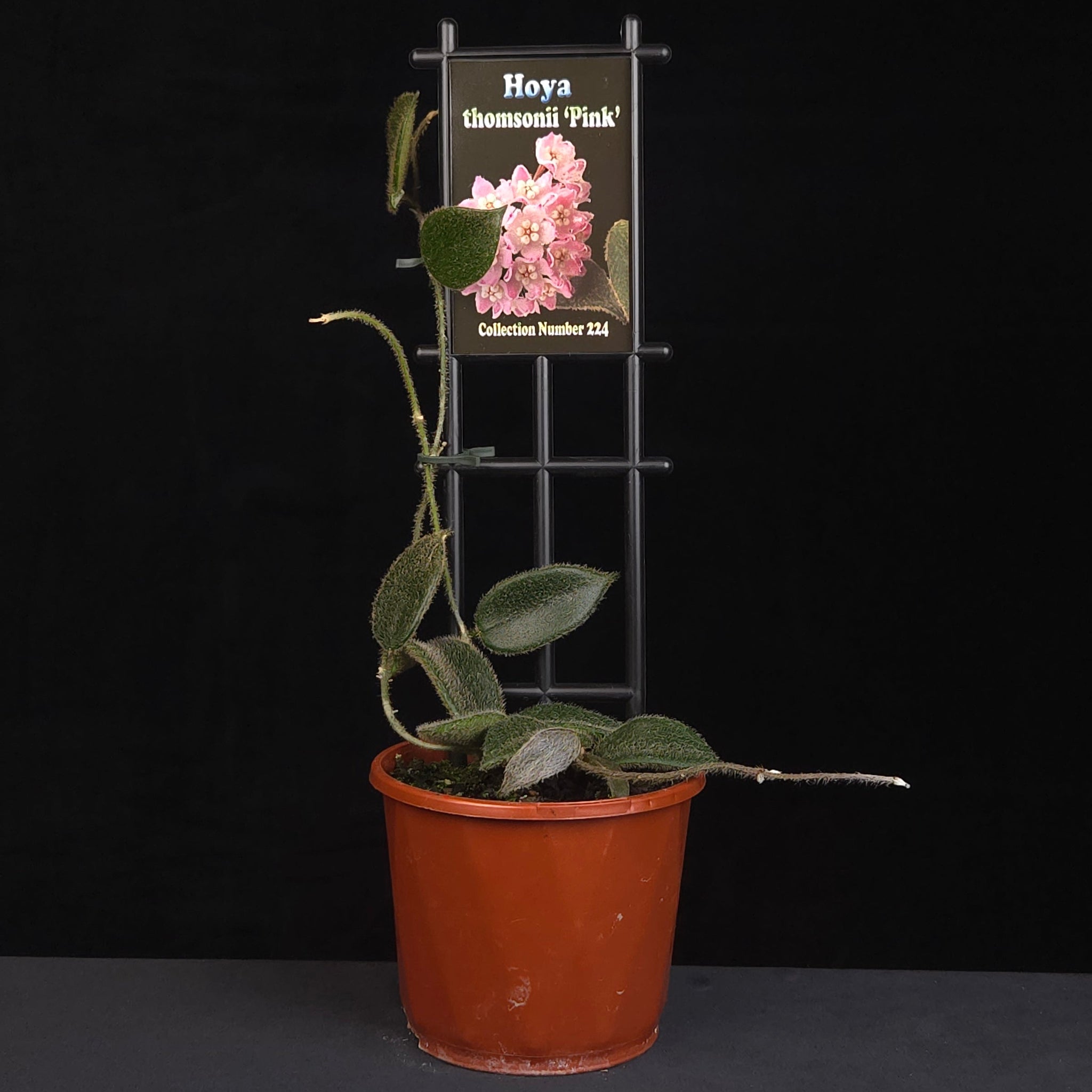 Hoya thomsonii Pink H224 growing on support in nursery pot