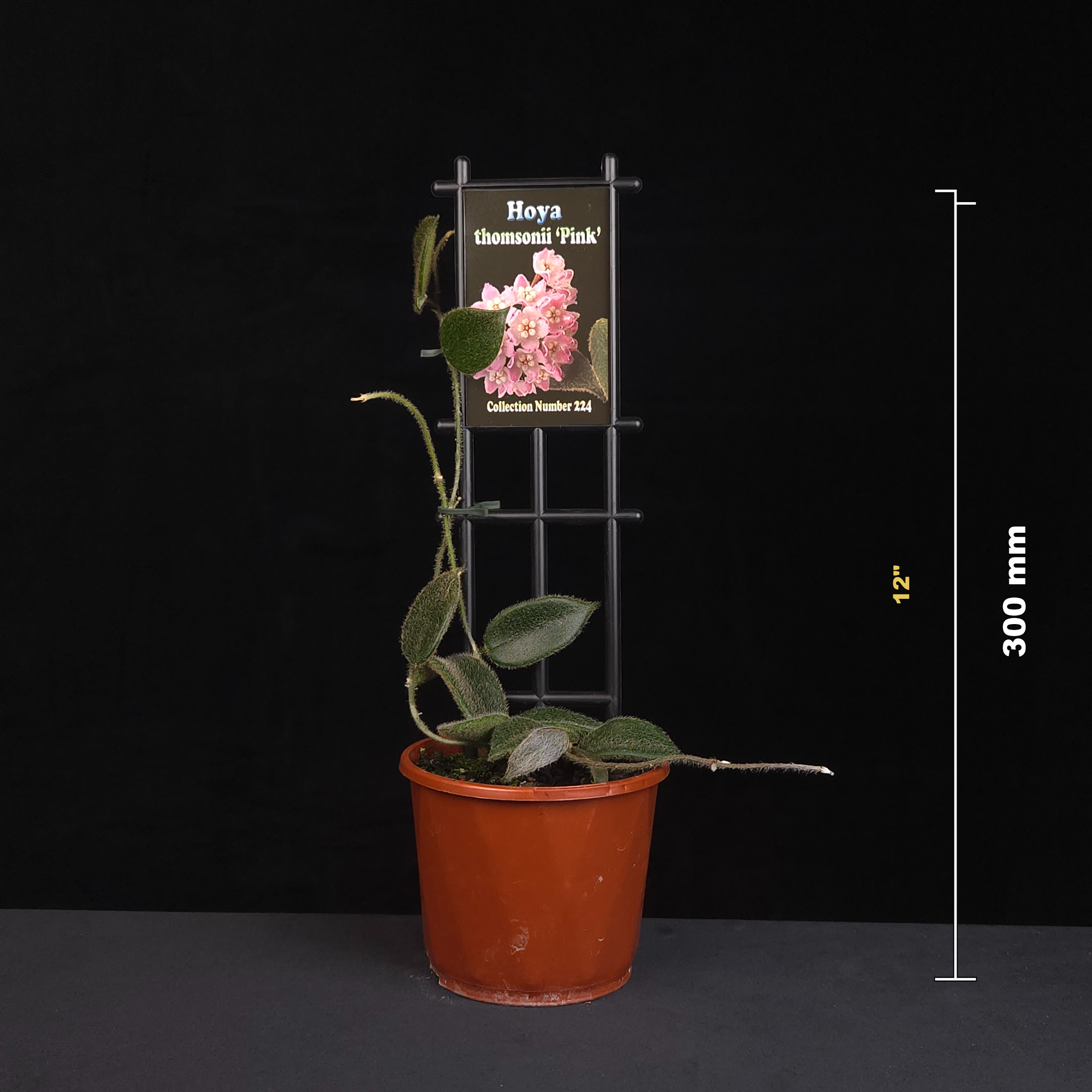 Hoya thomsonii Pink H224 potted plant shown with size reference